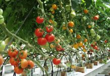 Trồng trọt rau màu trong mùa mưa bão Trồng trọt rau màu trong mùa mưa bão - 1