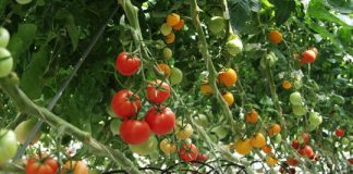 Trồng trọt rau màu trong mùa mưa bão - 1