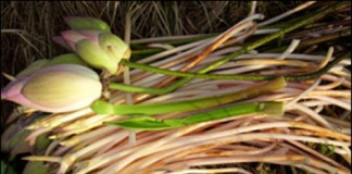 Trị sốt nóng bằng ngó sen