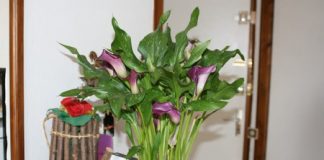 Lọc không khí trong nhà bằng cây xanh - Không Gian Sống - Sức khỏe gia đình - Trang trí nhà đẹp