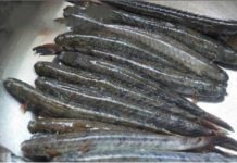 Làm sao để làm bánh giò? Cá kèo nướng sả ớt đổi món cuối tuần - 1