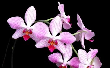 Cach_cam_hoa_doc_dao_chim_trong_nuoc_1