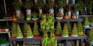 Học cách làm cây phát lộc buôn 3 tháng Tết ăn đủ cả năm