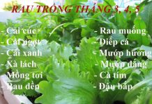 11 loại rau tháng 3, 4, 5 trồng ngay cho đúng vụ 11 loại rau tháng 3 4 5 trồng ngay cho đúng vụ 1