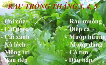 11 loại rau tháng 3 4 5 trồng ngay cho đúng vụ 1