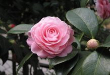 4 loài hoa giúp ngôi nhà đẹp hơn vào mùa đông - 1