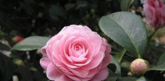 4 loài hoa giúp ngôi nhà đẹp hơn vào mùa đông - 1