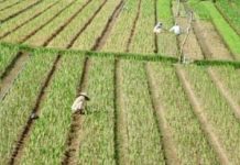 Làm sao để trồng trồng hoa lay ơn thương phẩm Làm sao để trồng trồng hoa lay ơn thương phẩm - 1