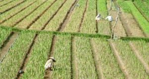 Làm sao để trồng trồng hoa lay ơn thương phẩm - 1