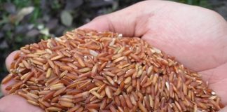 thưc phẩm đẹp da 