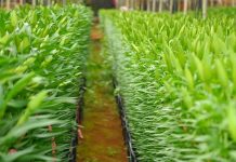 Cận cảnh quy trình trồng hoa ly Đà Lạt hiện đại - 1