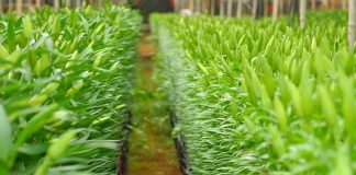 Cận cảnh quy trình trồng hoa ly Đà Lạt hiện đại - 1