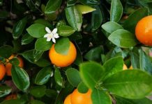 Hướng dẫn cách chọn mua cây quất cảnh chơi Tết - 1