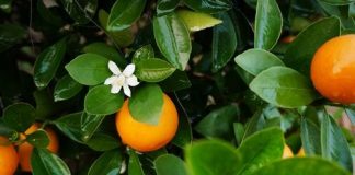 Hướng dẫn cách chọn mua cây quất cảnh chơi Tết - 1