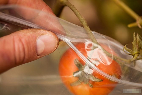 Cách trồng cà chua sạch nên thử ngay - 17