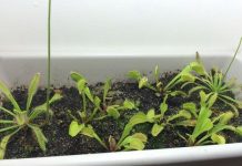 cach_trong_cay_bat_ruoi_tieu_diet_moi_con_trung_1