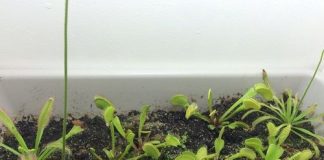 cach_trong_cay_bat_ruoi_tieu_diet_moi_con_trung_1