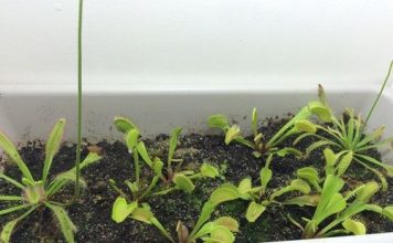 cach_trong_cay_bat_ruoi_tieu_diet_moi_con_trung_1