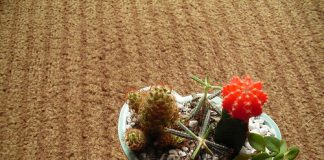 Cách chăm sóc cây xương rồng - 1