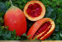 Cách làm dầu gấc tại nhà an toàn để dưỡng da và tóc Cách làm dầu gấc tại nhà an toàn để dưỡng da và tóc1