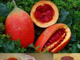 Cách làm dầu gấc tại nhà an toàn để dưỡng da và tóc1