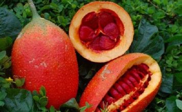 Cách làm dầu gấc tại nhà an toàn để dưỡng da và tóc1