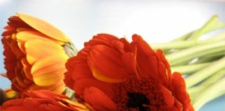 Cách cắm hoa đồng tiền đẹp và đáng yêu với nơ ruy băng