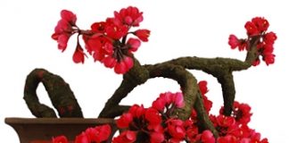 Làm sao để chọn hoa tết cho ngôi nhà của bạn? - 1