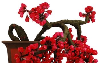 Làm sao để chọn hoa tết cho ngôi nhà của bạn? - 1