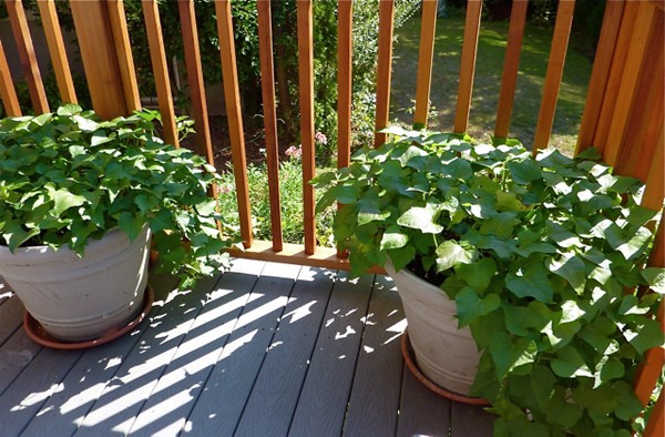 Cách trồng cây khoai lang làm cảnh cho nhà thêm đẹp mắt 9
