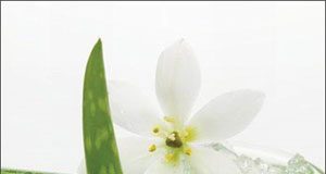 Hướng dẫn Món ăn trị táo bón - 1