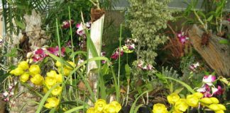 Làm thế nào để có những giò phong lan tuyệt đẹp - 1