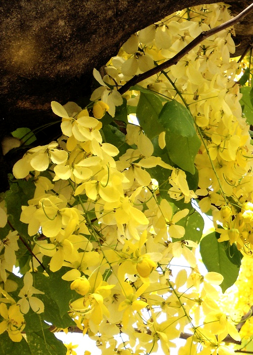 Nhật Bản: Những thiên đường hoa nở rộ vào tháng 5