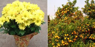 Làm sao để biết những loại cây khai vận năm mới? - 1