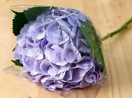 Cách cắm hoa cẩm tú cầu và lan tường để bàn 8/3 - 1