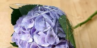 Cách cắm hoa cẩm tú cầu và lan tường để bàn 8/3 - 1