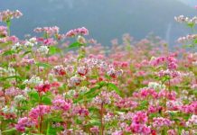 Cách trồng hoa tam giác mạch Tây Bắc trong nhà phố - 1