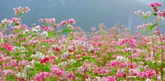 Cách trồng hoa tam giác mạch Tây Bắc trong nhà phố - 1