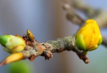 Cách chăm sóc mai vàng nở đúng dịp Tết Nguyên Đán 1