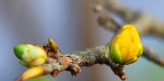 Cách chăm sóc mai vàng nở đúng dịp Tết Nguyên Đán 1