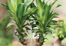 9 loại cây cảnh hút khí độc nhà nào cũng nên có 1 cây 9 loại cây cảnh hút khí độc nhà nào cũng nên có 1 cây-1