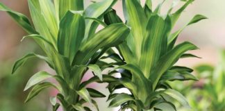 9 loại cây cảnh hút khí độc nhà nào cũng nên có 1 cây-1