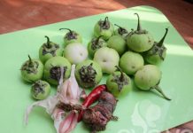 Mẹo làm cà muối xổi ngon ăn được ngay không phải nghĩ Cách làm cà muối xổi ngon 1