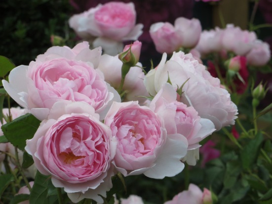 Giống hoa hồng ngoại đẹp mê li khiến ai cũng mê mẩn 8