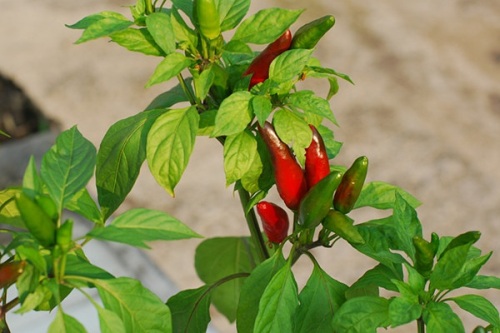 Cách trồng ớt trong chậu tại nhà mang hiệu quả gấp đôi 9