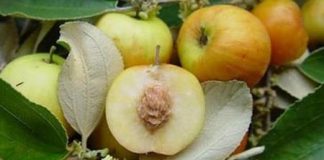 Thực phẩm giúp kiểm soát sự thèm ăn vào ban đêm - 1