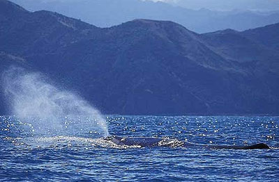 4 địa điểm ngắm cá voi lý tưởng nhất thế giới