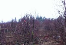 Đào phải đủ hoa, nụ, chồi, quả mới là cây đẹp