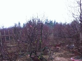 Đào phải đủ hoa, nụ, chồi, quả mới là cây đẹp