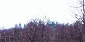 Đào phải đủ hoa, nụ, chồi, quả mới là cây đẹp